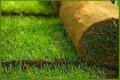 بررسی و معرفی گونه ای از چمن بومی ایرانی مقاوم به کم آبی 